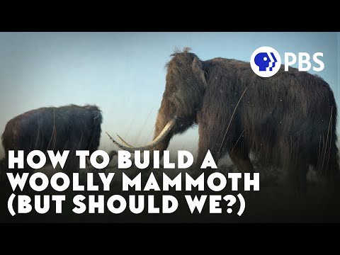 We Can “Bring Back” The Woolly Mammoth. Should We?