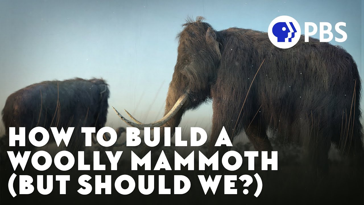 Screenshot of the YouTube video, "We Can &ldquo;Bring Back&rdquo; The Woolly Mammoth. Should We?"