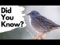 Things you need to know about DUNNOCKS!