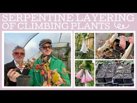 How to do serpentine layering of climbing plants!