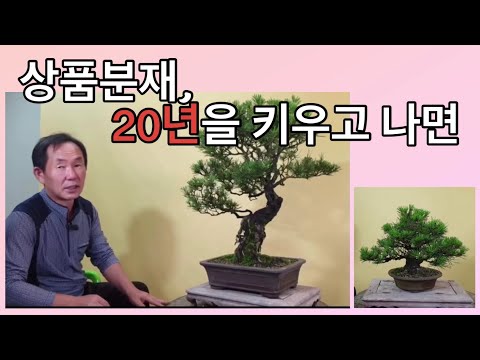 , title : '분재관리 139강 상품분재, 20년을 키우고 나면'