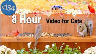TV for Cats 😻8 Hours of Birds NO ADS Uninterrupted CatTV 🐦 Plus Squirrels! 🐿 Birds Chirping!
