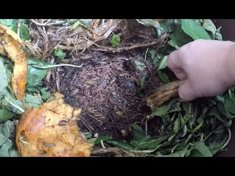 My outdoor worm bin is back outdoors again - vermicomposting