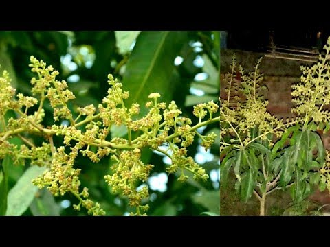 ফল গাছের ব্যবস্থাপনা সম্পর্কিত আলোচনাঃ মুকুল ঝরা সমস্যা ও প্রতিকার