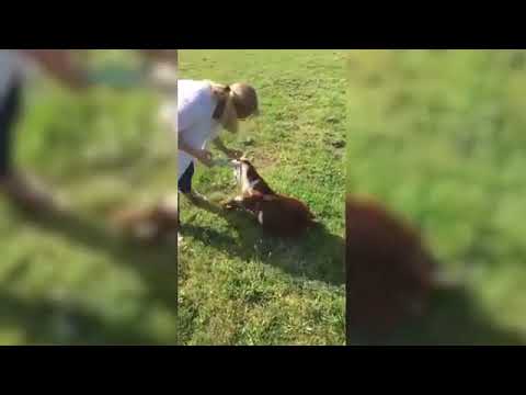 Best of Fainting Goats 2020 Funny