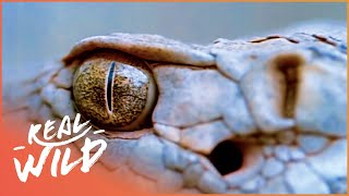 Rattlesnakes [Deadly Reptiles Documentary] | Wild Things