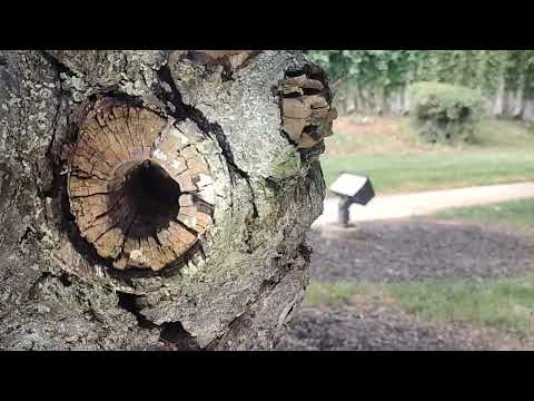 A Bunch of Carpenter Ants in This Tree in Cliffwood, NJ