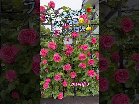 フェンスに美しさを加えるつる性の植物はどれですか?超装飾7種！  庭園
