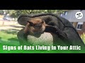 Signs of Bats Living In Your Attic - Bats as a Protected Species - Ontario Wildlife Removal Inc. Signs of Bats Living In Your Attic - Bats as a Protected Species