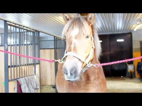 αииi & pyry ~ Oиe αиd hαlf yeαrs together