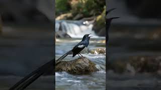 Download lagu suara burung murai-robin mp3 Download lagu suara burung murai-robin mp3