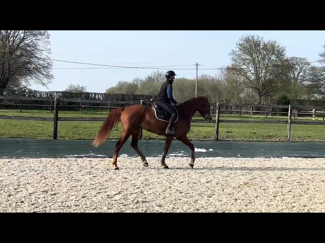 Castrone Sella Francese In vendita 2022 Sauro ,  happy day d'iscla