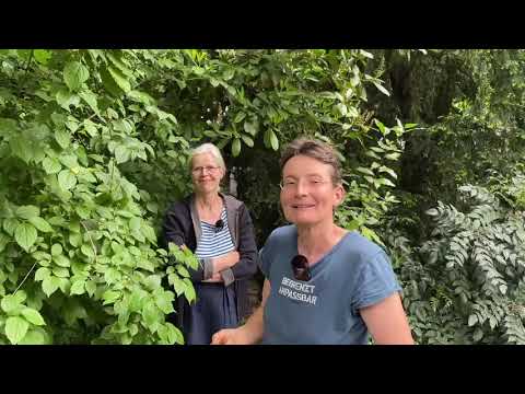 Sammelbrutableger bilden - Live von Pias Bienenstand - 7.5.