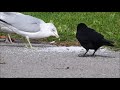 Fish Crow Dominates Ring Billed Gulls