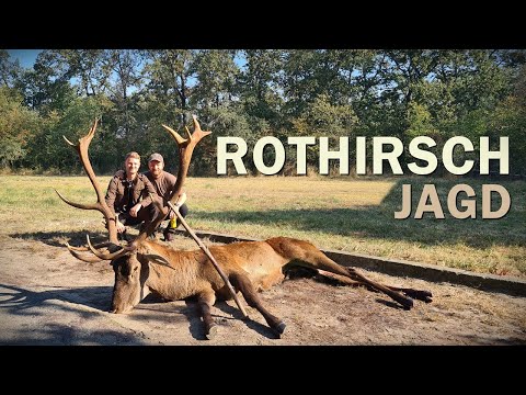 Rothirsch Brunft | Die Jagd auf das Rotwild - Jagdkrone