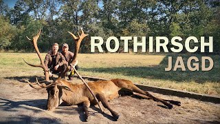 Rothirsch Brunft | Die Jagd auf das Rotwild - Jagdkrone