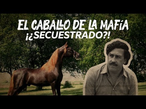 THIS IS HOW THE MAFIA'S HORSE WAS KIDNAPPED | RYSOL TV