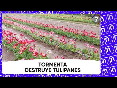 Granizo provoca destozos en Huinganco