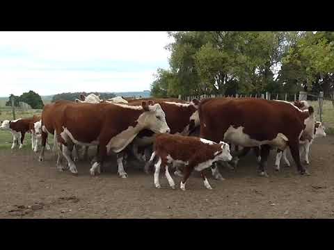 Lote 30 Piezas de cría HEREFORD 400kg - , Cerro Largo