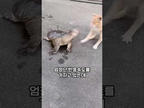 가장 빠른 공격 속도를 가진 동물은?