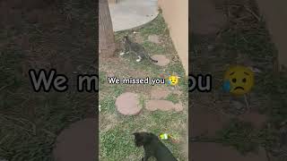 Download lagu missed you ๐ข #cat #haveitoldyoulatelythatiloveyou #kitten #cat #missyou mp3 Download lagu missed you ๐ข #cat #haveitoldyoulatelythatiloveyou #kitten #cat #missyou mp3