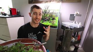 Carpeting plants maintenance - Micranthemum Monte Carlo and Marsilea crenata
