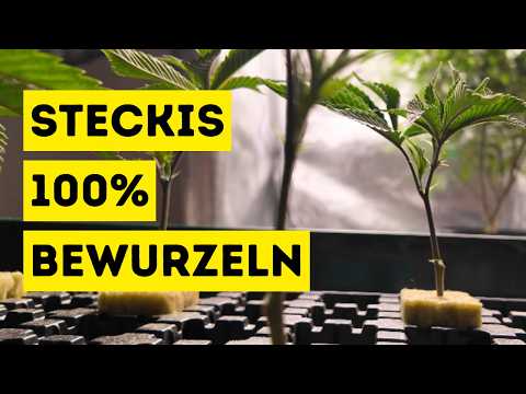 Wie ich STECKLINGE aus einer MUTTERPFLANZE mache l Mars Hydro 120 x 60