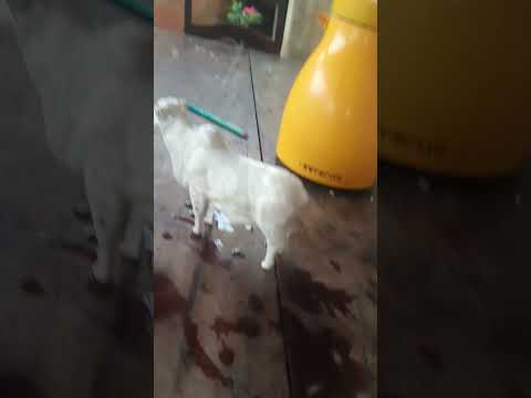 trem-bala versus H20