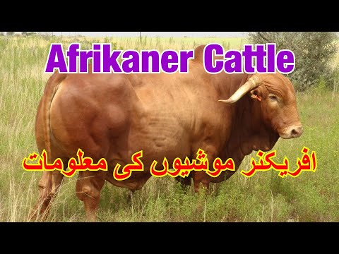 , title : 'Afrikaner Cattle Physical Characteristics | Afrikaner Cow ki Pehchan aur Khobian | Afrikaner Bull'