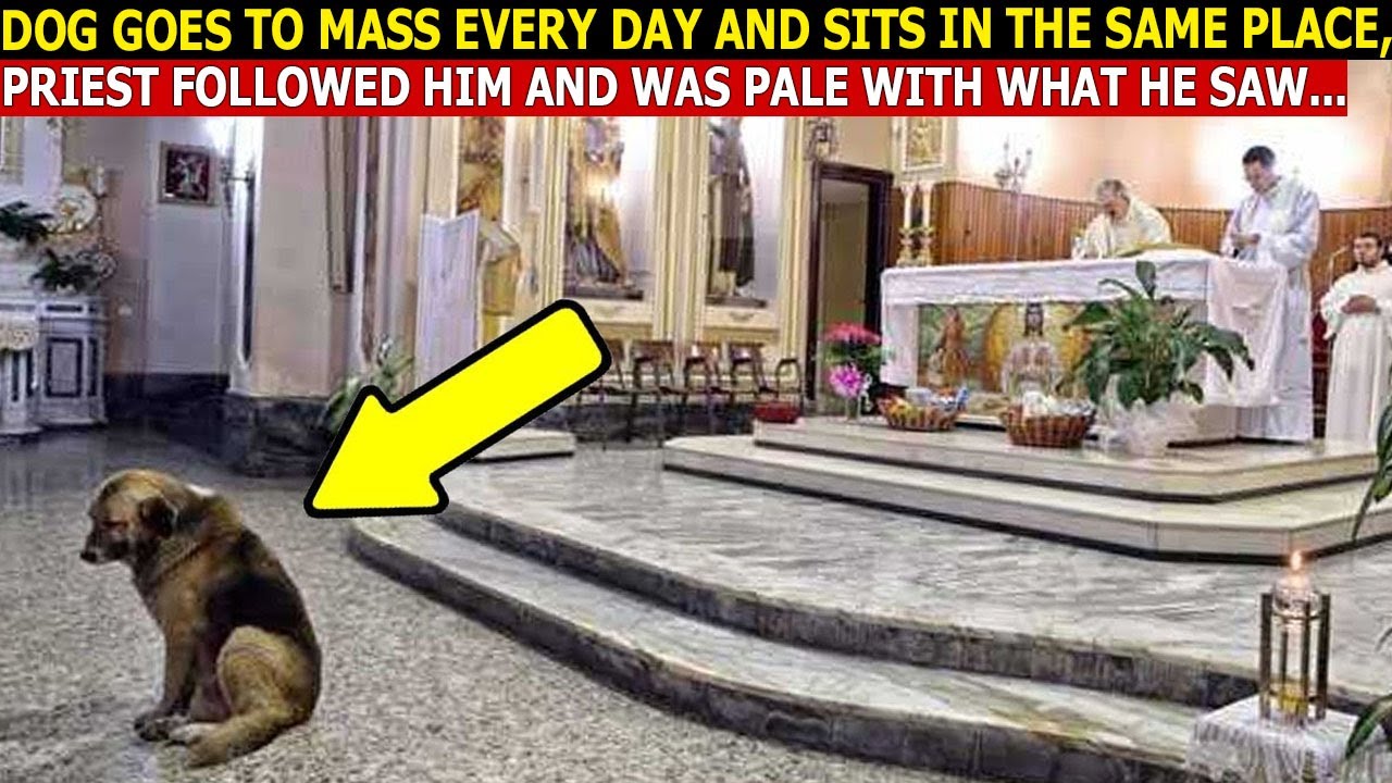 Dog Goes to Mass Every Day and Refuses to Leave, Priest Decides to Follow and Find Out the Reason...