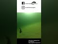 Video Thumbnail for rainbowSHORT #uppbeat#icefishing#rainbow trout#underwater footage