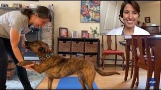 Strengthening Exercises for Your Dog (workout and Q&A)