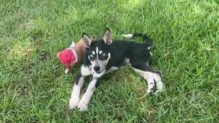 Video preview image #1 Siberian Husky-Unknown Mix Puppy For Sale in Holly Springs, NC, USA