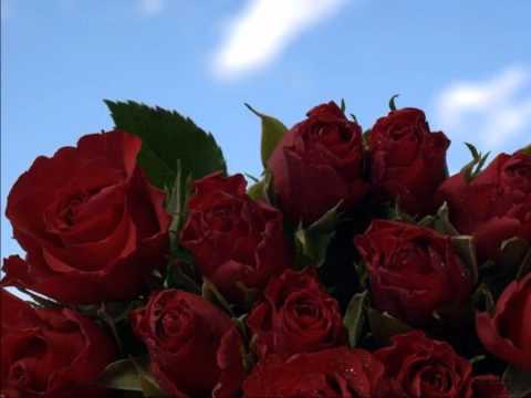 Любовь Шепилова - Розы