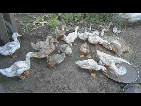 Строим сарай. Стены.//Колорадский жук//Козы//Утки//Огород...