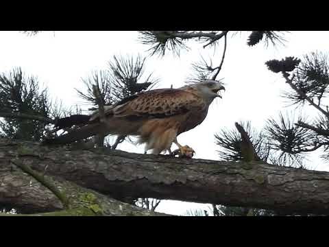 Red Kite bird feeding on a kill in tree at Crowmarsh Gifford Wallingford Oxfordshire England
