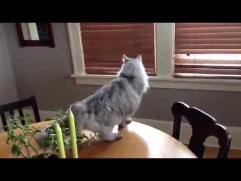 Oscar trying to attack the mailman