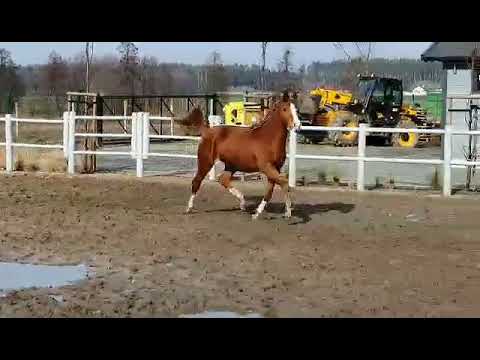 Ajman Moniscione daughter