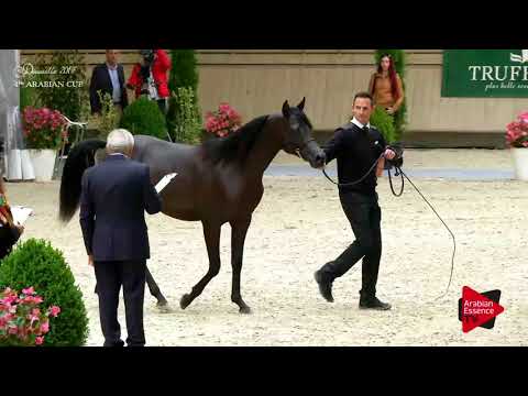 N.53 NIZWA DE NAUTIAC - Deauville 2017 - Yearling Colts (Class 6A)