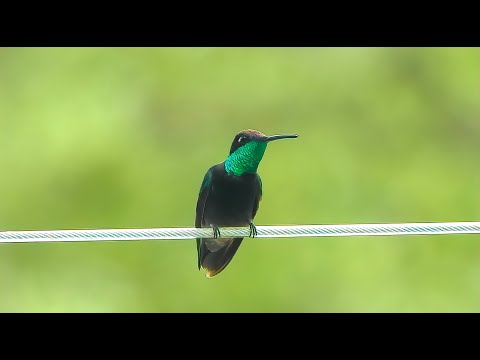 Rivoli's Hummingbird - Pat O'Neil Bird ID's