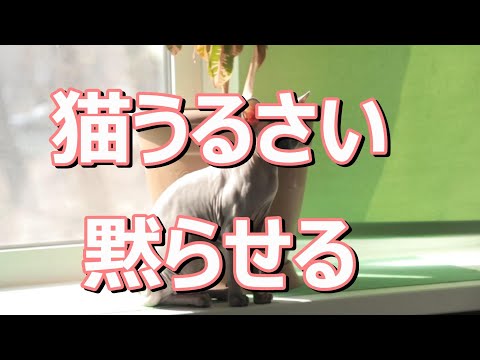うちの猫が夜によく鳴く - 原因と対処法