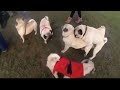 Dog Sex