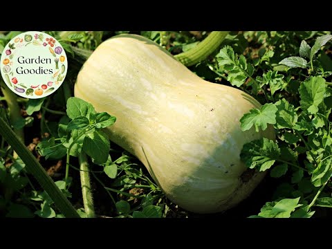 WE CAN’T CONTROL OUR BUTTERNUT SQUASH!