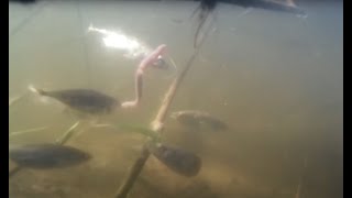 Если лещ не клюет что делать