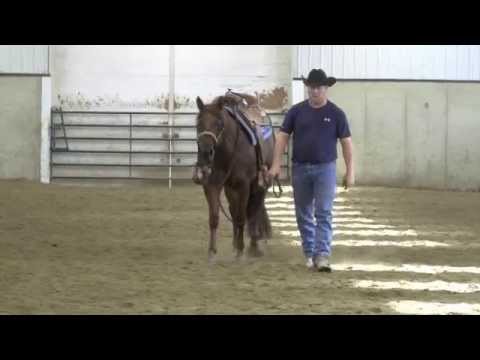SHINY MAGNUM - AQHA CHESNUT REINING/COWHORSE MARE BY MAGNUM CHIC DREAM