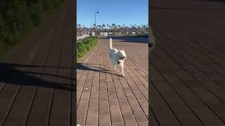 Download lagu I’m still prancing…after all this time. #happydog #YourHappyCoach #dog #husky #r... mp3