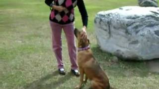 Taiwan stray dog for adoption overseas