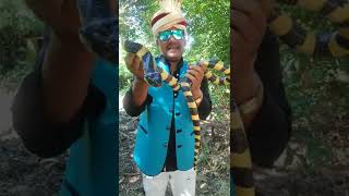 Download lagu Banded krait Venomous Snake#youtubeshorts #shortsvideo #mobarak #snake mp3 Download lagu Banded krait Venomous Snake#youtubeshorts #shortsvideo #mobarak #snake mp3