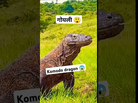 Chipkali 🦎 | komodo dragon | lizard monster @pinkusahariya  #youtubeshorts