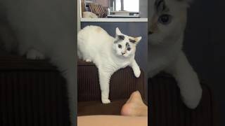 Cute Little Cats 😍